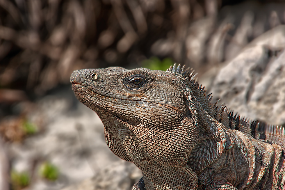 Iguana...