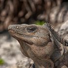 Iguana...