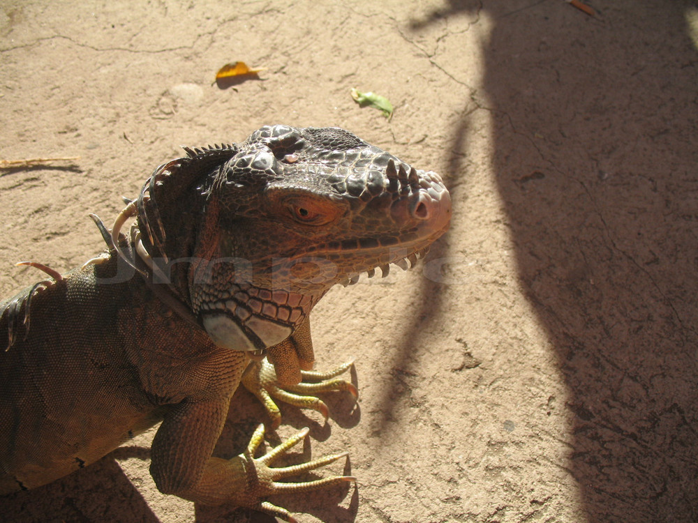 Iguana Gigante