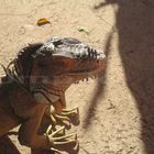 Iguana Gigante