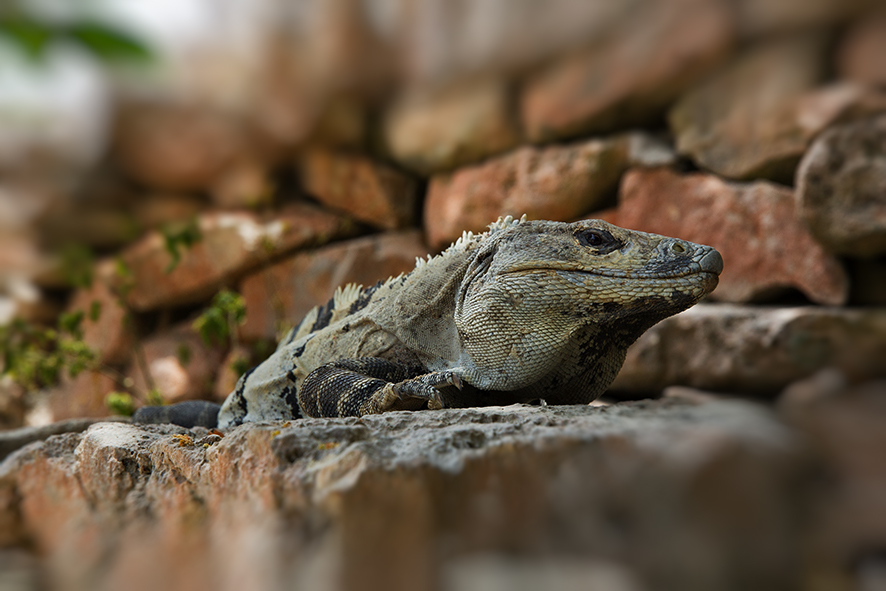 IGUANA GRIS (Ctenosaura similis)