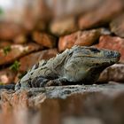 IGUANA GRIS (Ctenosaura similis)