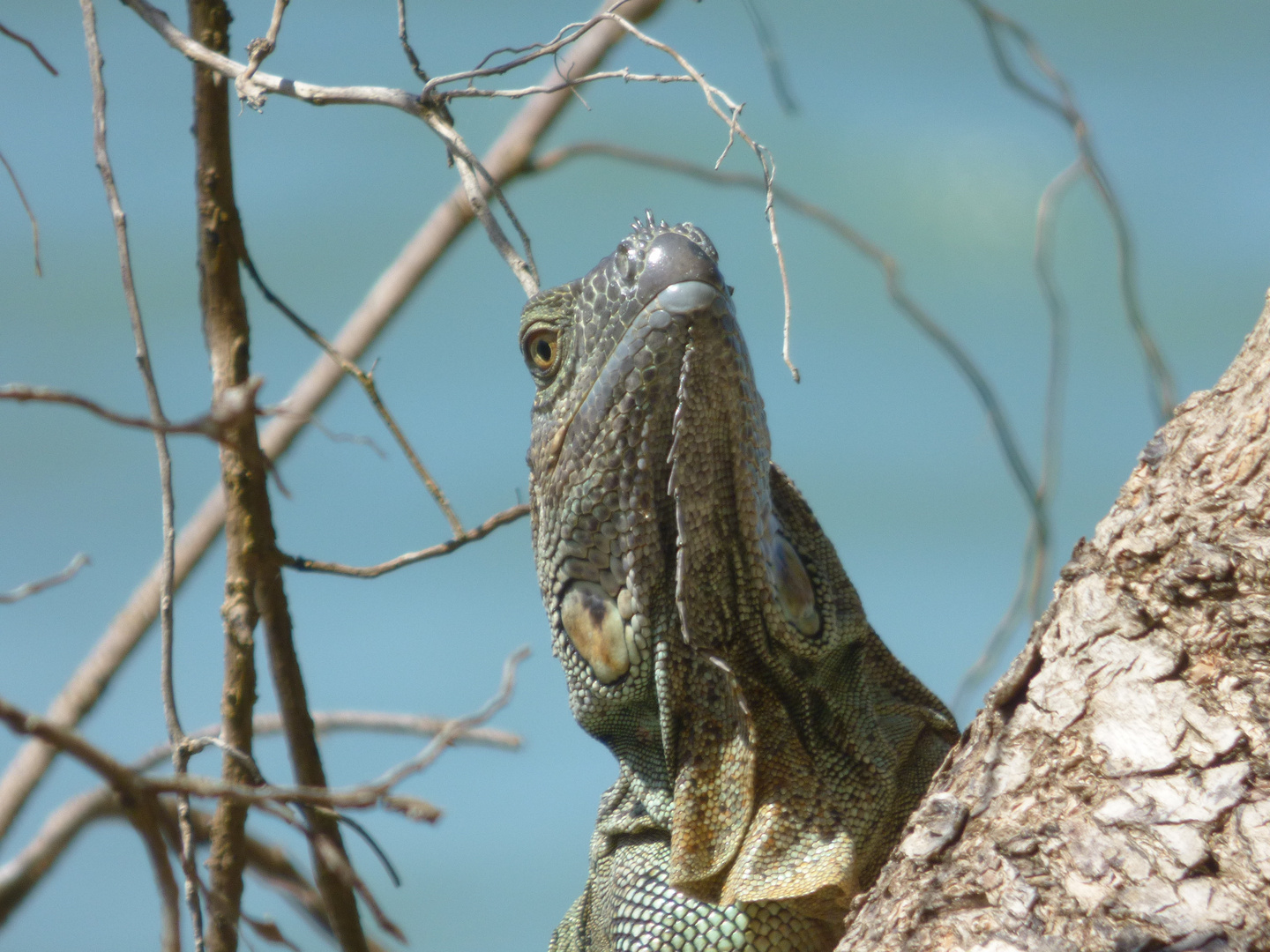 Iguana - Grüner Leguan