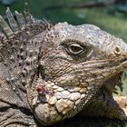 iguana herida