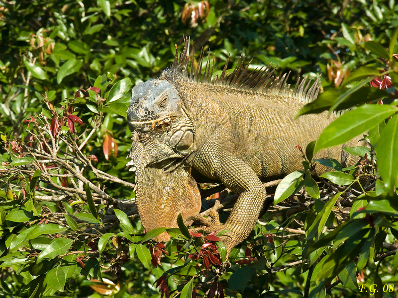 Iguana I