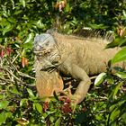 Iguana I