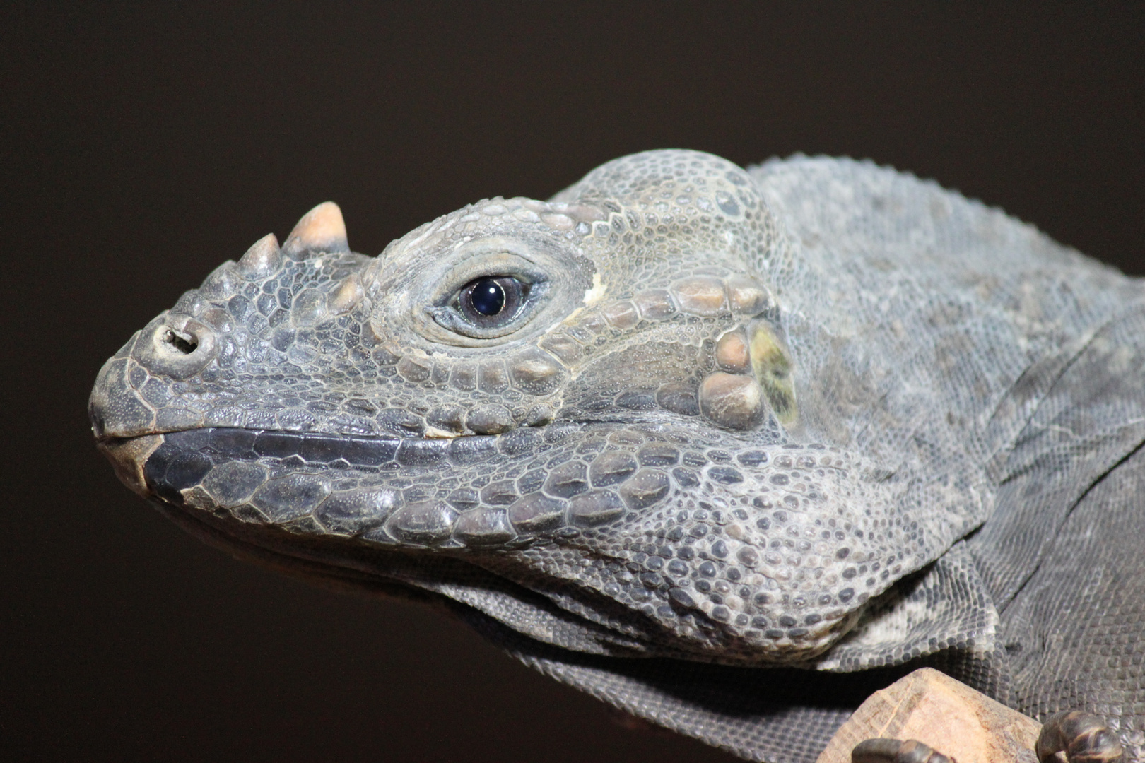 Iguana iguana