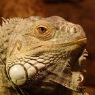 Iguana Iguana