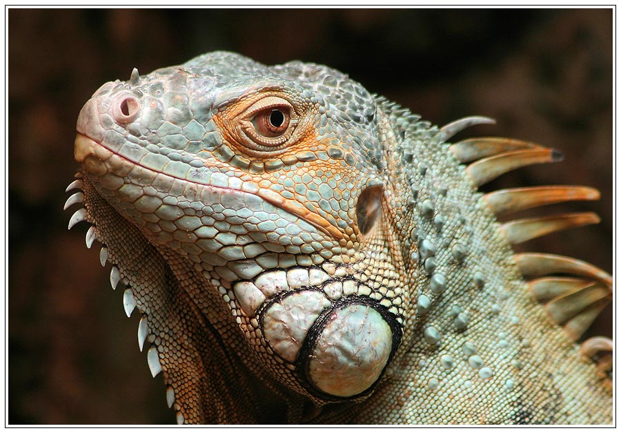 Iguana Iguana