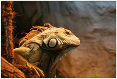 iguana iguana