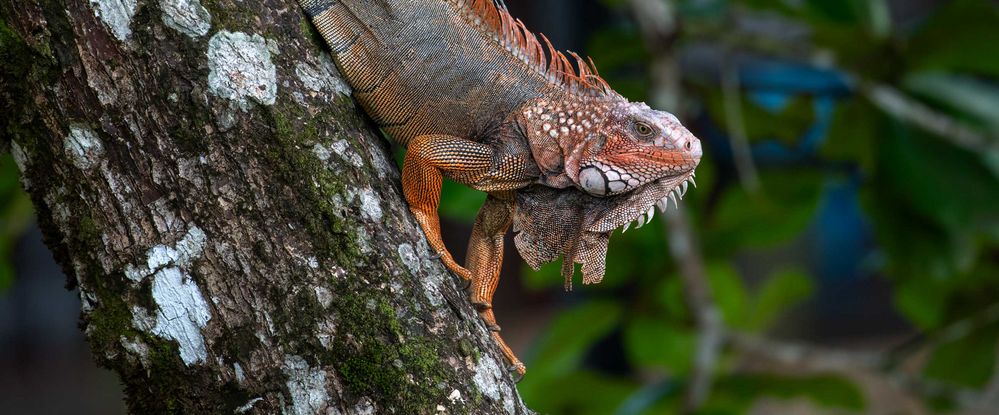 Iguana Iguana