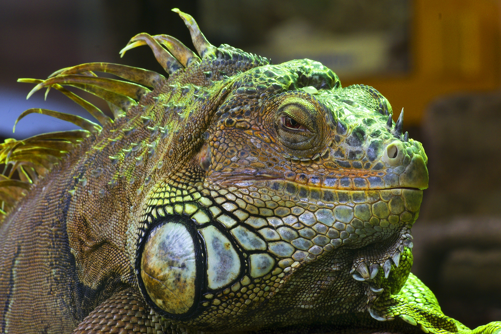 Iguana iguana