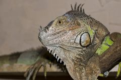 Iguana Iguana