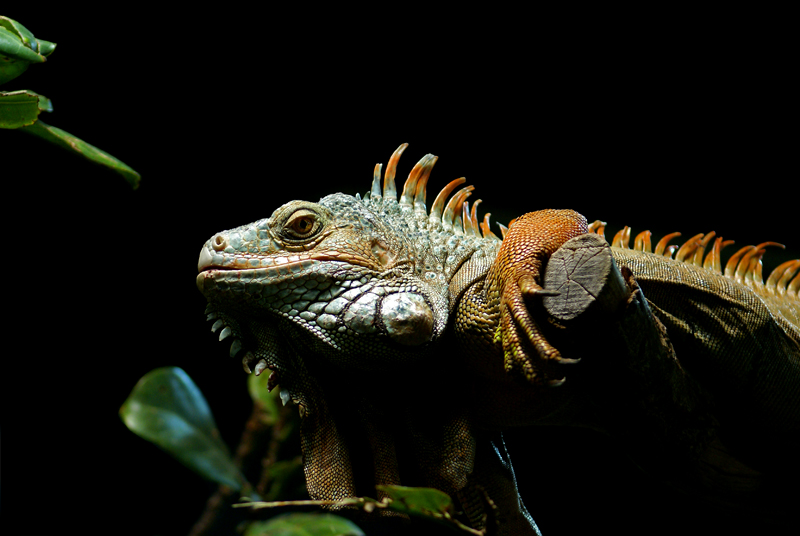 | Iguana iguana |
