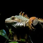 | Iguana iguana |