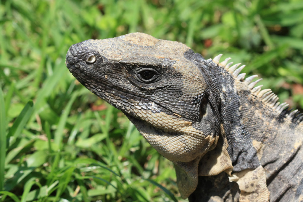 Iguana iguana