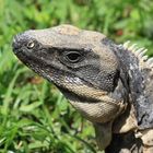 Iguana iguana