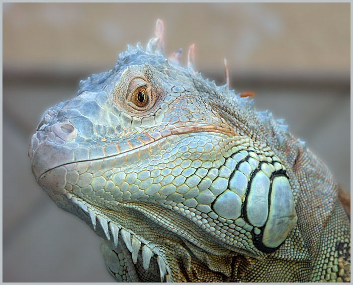 Iguana iguana