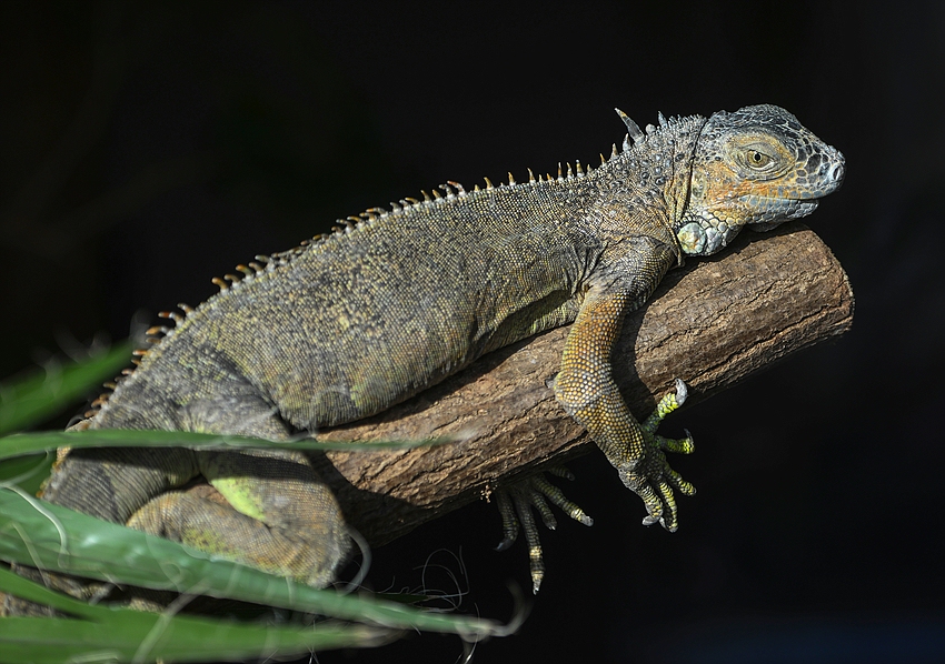 Iguana iguana