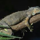 Iguana iguana