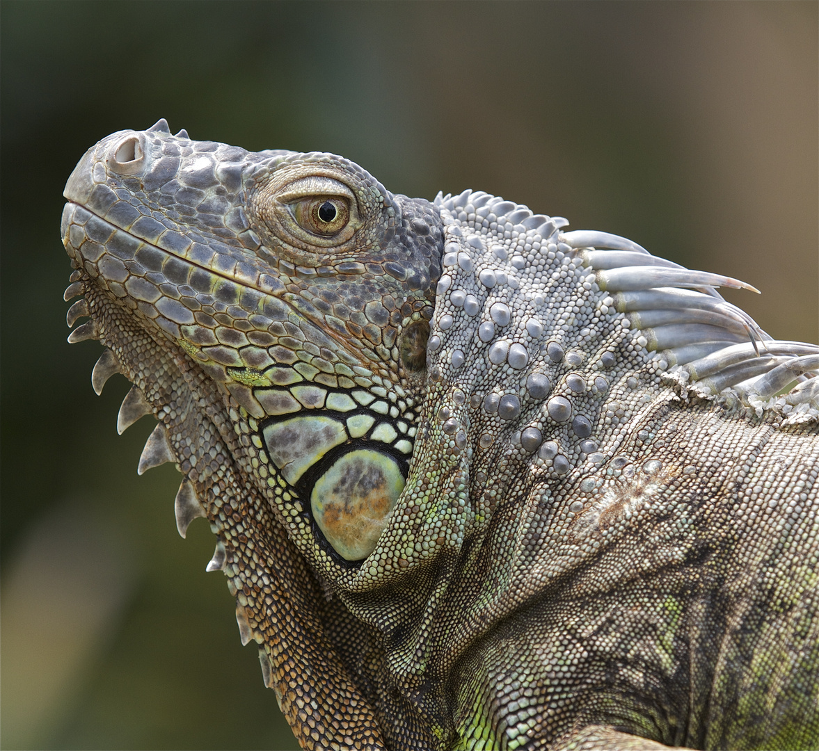 Iguana iguana