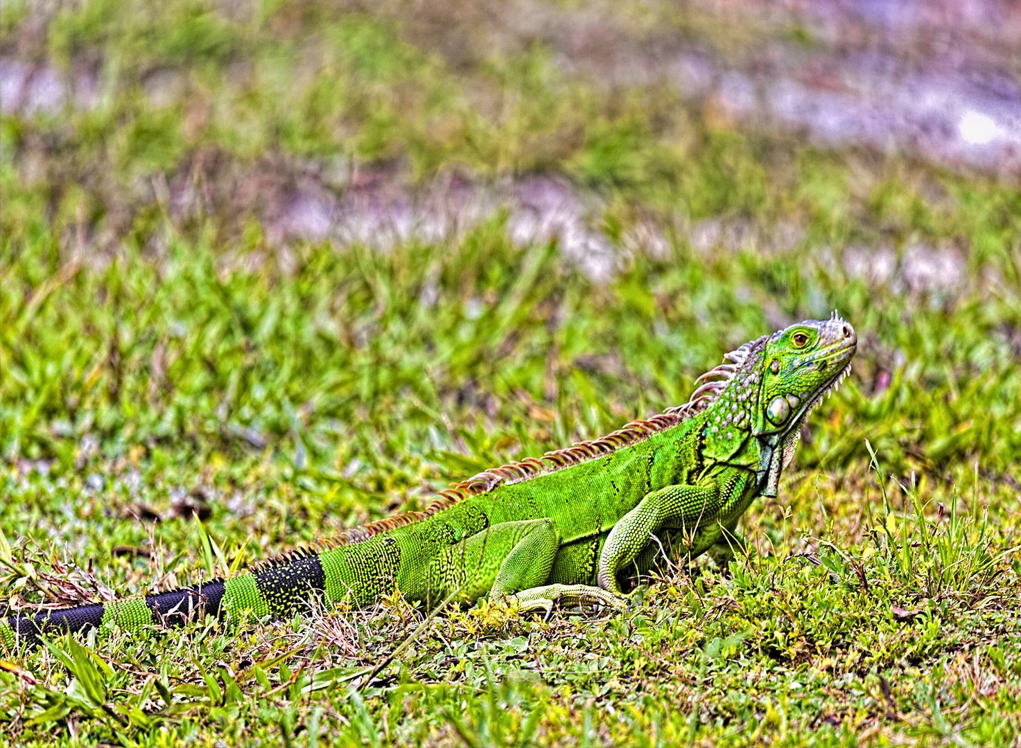 Iguana iguana *