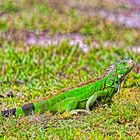 Iguana iguana *
