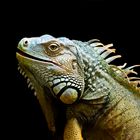 Iguana iguana.