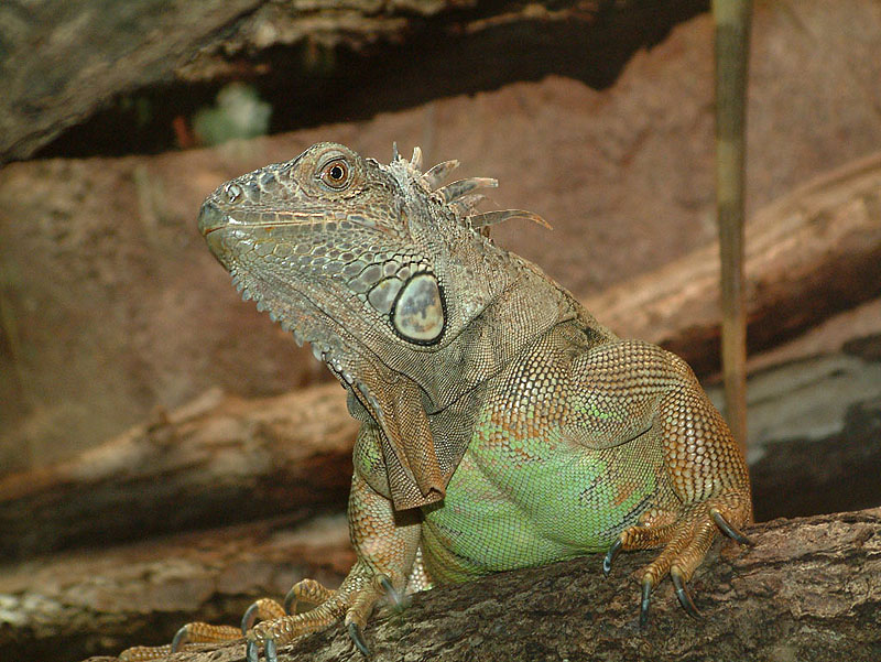 Iguana iguana