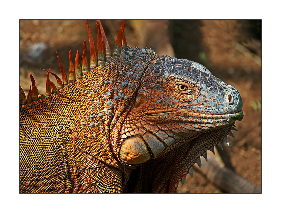 Iguana Iguana