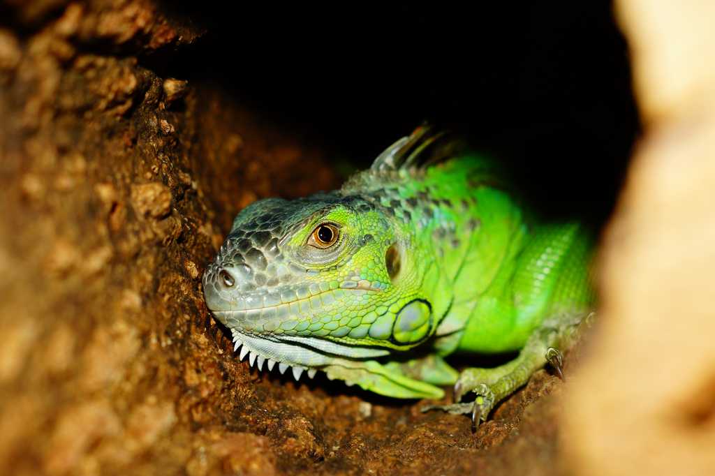 iguana iguana auf Lauerstellung