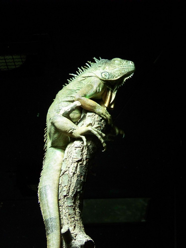 Iguana iguana