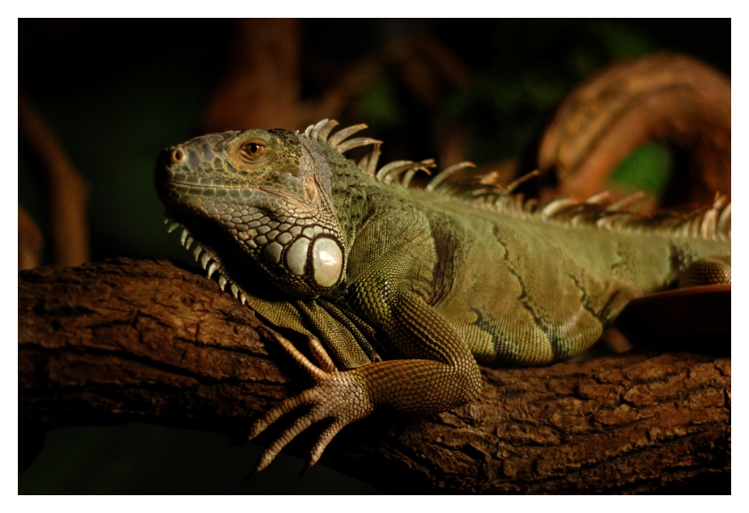 Iguana iguana