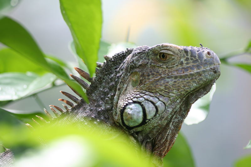 Iguana Iguana