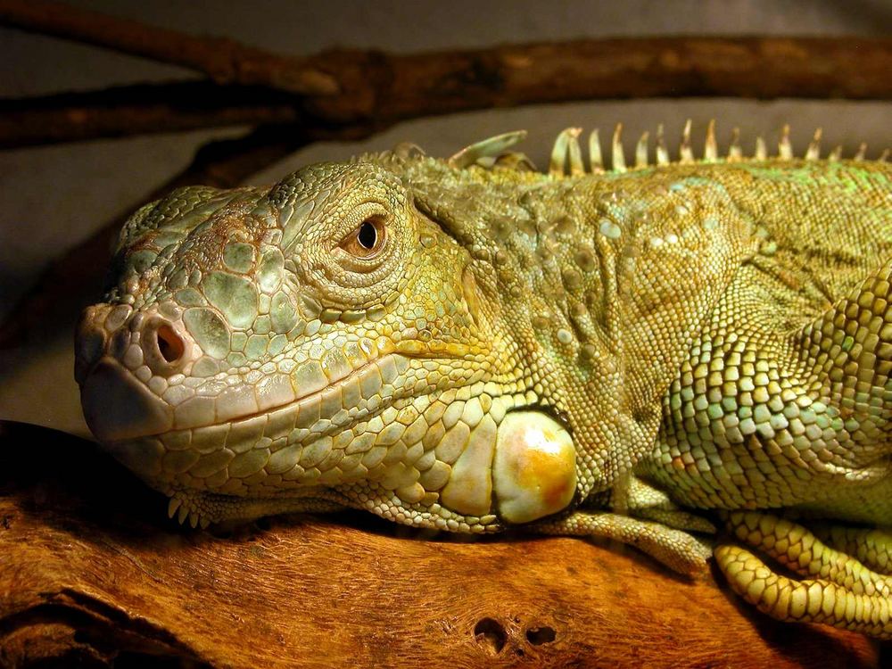 IGUANA IGUANA