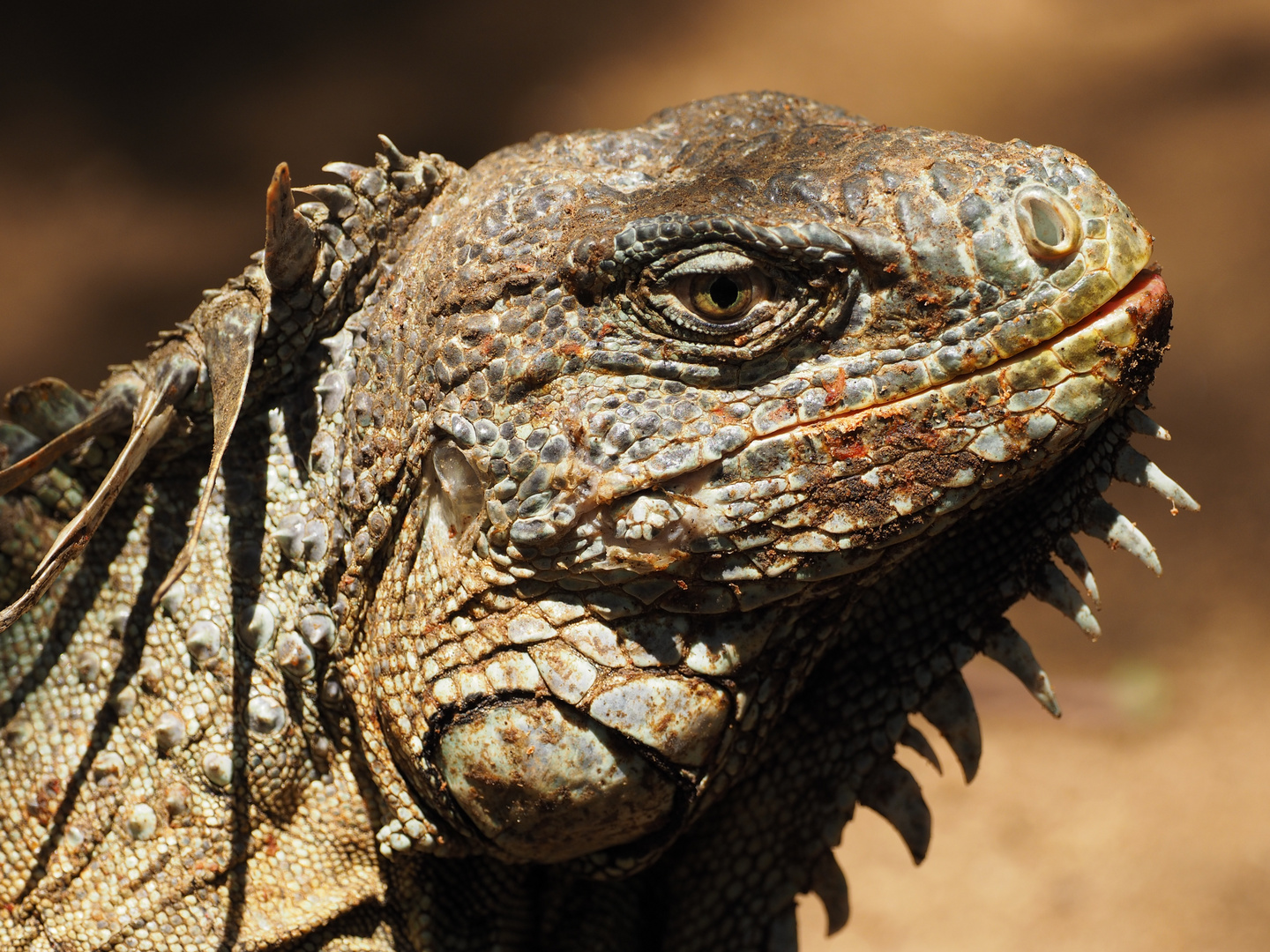 Iguana iguana en Puerto Escondido, México