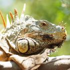 Iguana iguana en Puerto Escondido, México