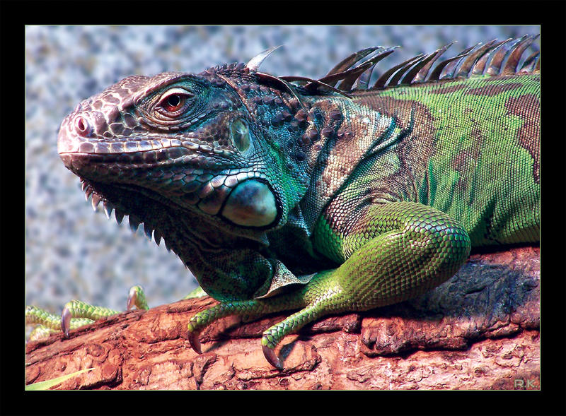 Iguana iguana