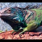 Iguana iguana