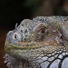 Iguana iguana - Grüner Leguan