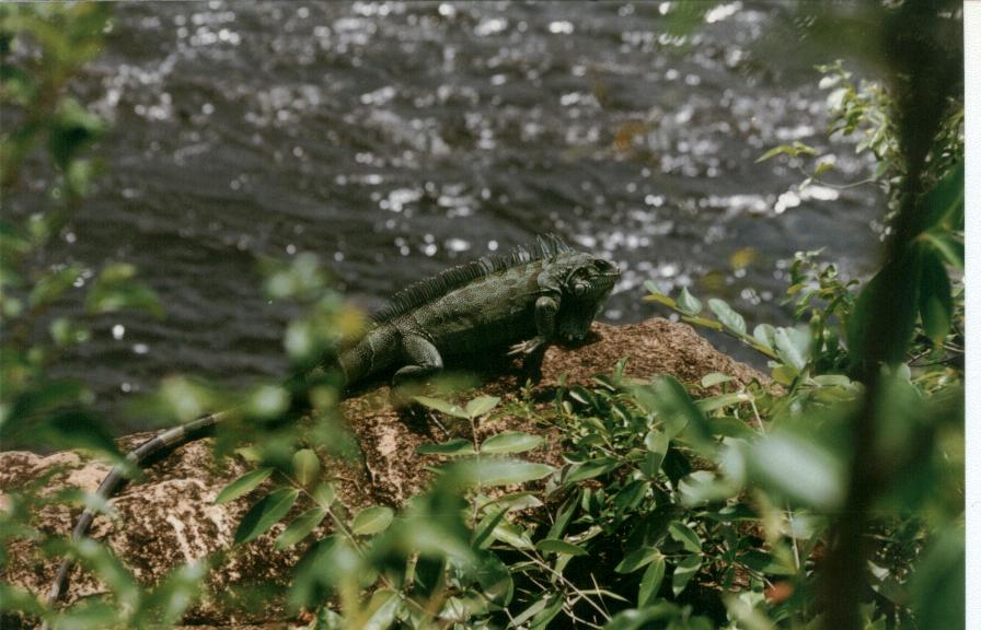 Iguana iguana (grüner Leguan)