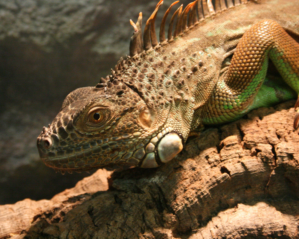 Iguana Iguana (Grüner Leguan) für Datenbibliothek