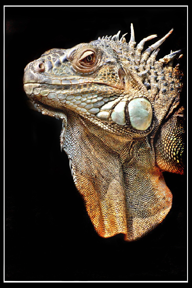 Iguana iguana II