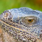 Iguana Iguana in Key West