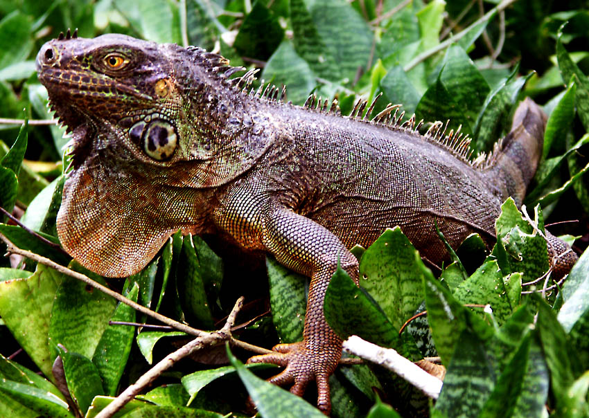 iguana iguana rinolopha