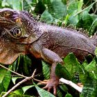 iguana iguana rinolopha