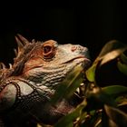 Iguana (II)