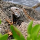 Iguana in Curacao