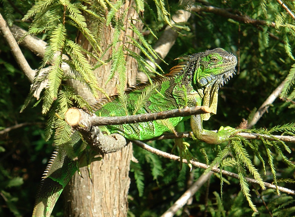 Iguana in freier Natur in Florida / Fort Myers