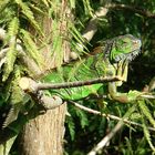 Iguana in freier Natur in Florida / Fort Myers